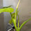 Thumbnail: 4in Philodendron “Jose Buono” #A