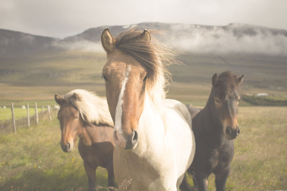 Wild Icelandic Horses_edited.jpg
