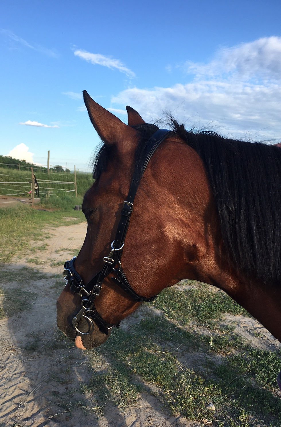 Indexkép: Min-e-Horse 3in1 Multikapicán