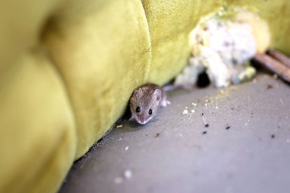 rodents in the home.jpg