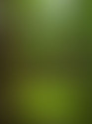 Problemas que pueden suceder en una selva