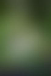 ¿Qué son las selvas?