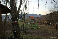 IMG_1061.jpg