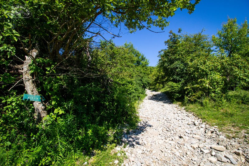 La strada per la pineta