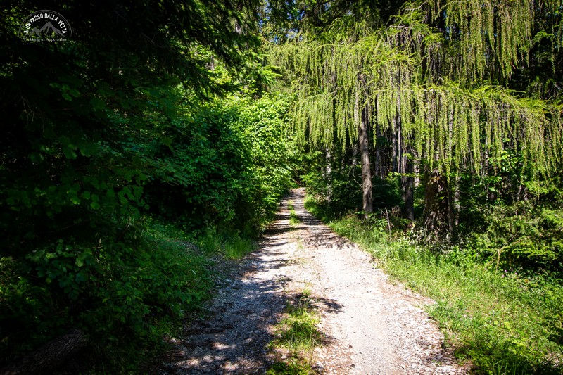 Nella pineta di Caldirola