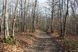 IMG_4250.jpg