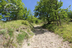 IMG_6185.jpg