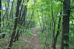 IMG_7475.jpg