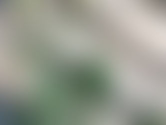 Foraging Meadow Garlic (Allium canadense)