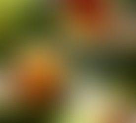 ¡DALE LA BIENVENIDA A LA PRIMAVERA CON LIMONADAS GRATIS EN SHAKE SHACK! 🍋