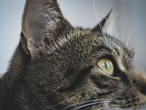 LAS VIBRISAS DE LOS GATOS: EL SECRETO DE SU MUNDO SENSORIAL