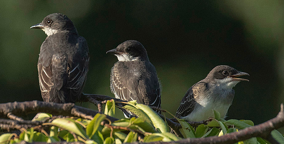 Juvenile Eastern Kingbirds, Turtle Pond, Sunday, July 21, 2019 by Deborah Allen