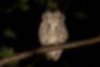 Immature Gray Morph E. Screech-Owl, Inwood Hill Park (Manhattan), Tuesday August 27, 2019 by Deborah Allen