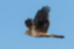 Female Northern Harrier by Deborah Allen in the Fort Pierre National Grasslands of South Dakota on 5 February 2020