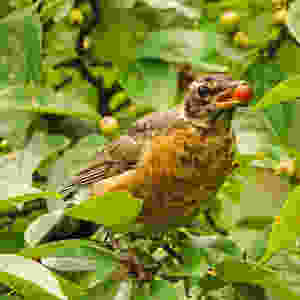 American Robin by Dr. Barry Pinchefsky feeding on crab-apples in Central Park on Sunday, 6 October 2019ember 2019 in California