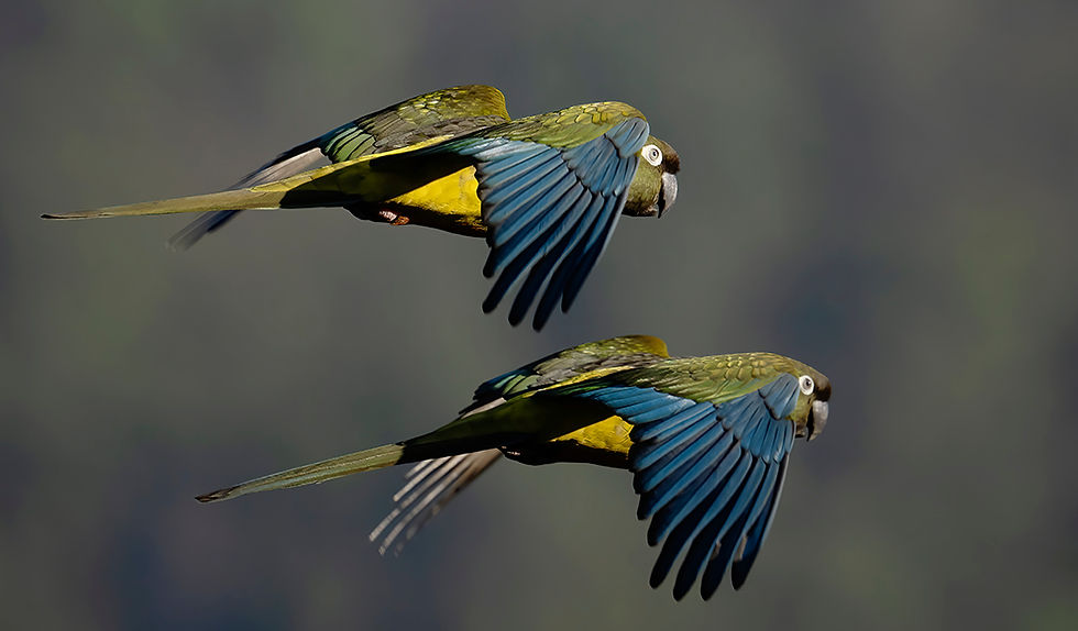 Central Park: Southbound Migration in Full Swing - August 2023