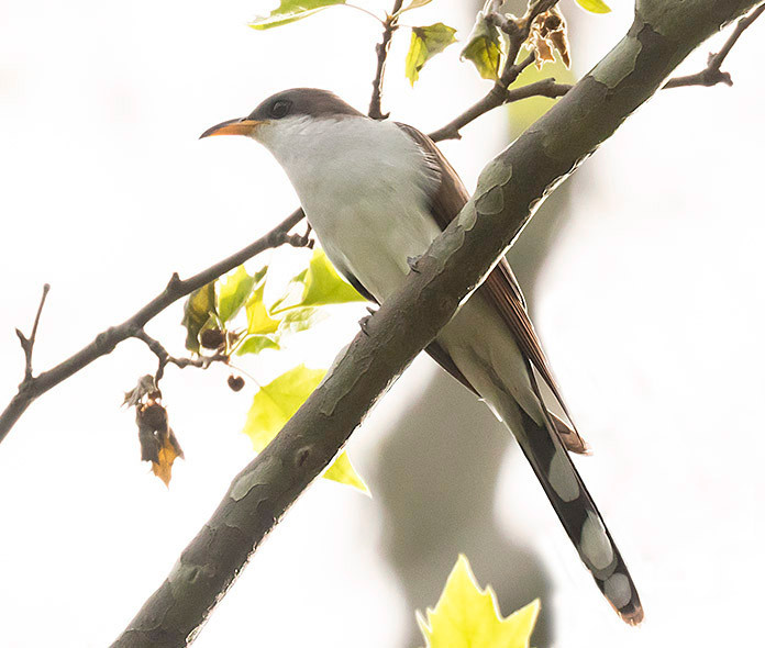 Yellow-billed Cuckoo on 11 May 2019 by Deborah Allen (Central Park)