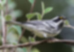 Black-throated Gray Warbler by George Dondero in September 2019 in California