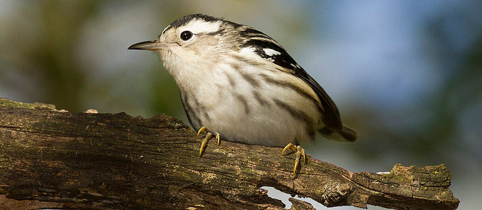 Lotsa Warblers! Now is the time = migration in Central Park