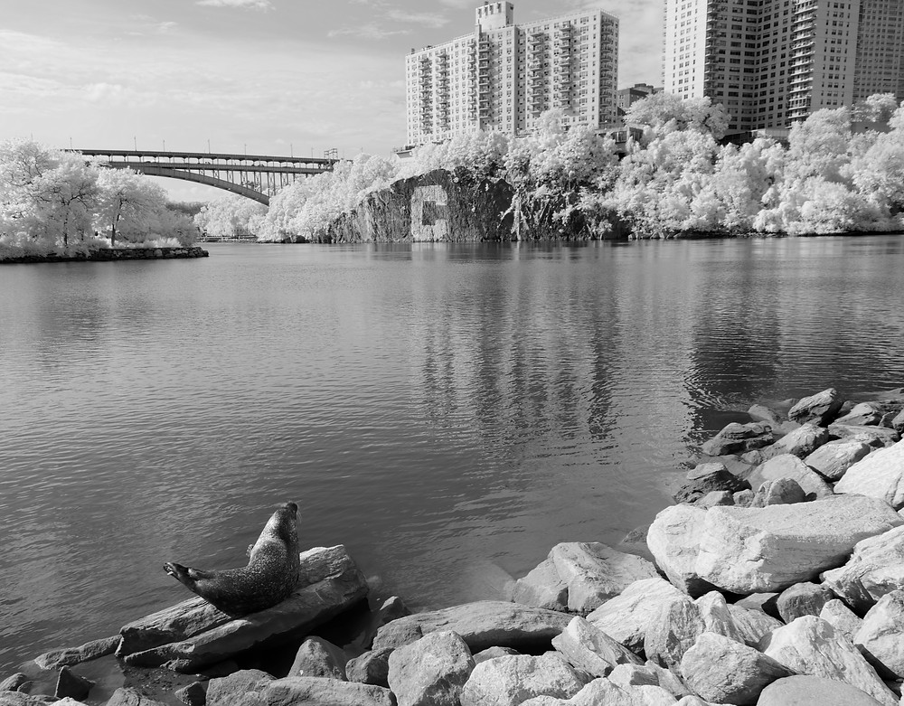 Harbor Seal ("Sealy") at Inwood Hill Park (Manhattan), 6 Aug 2019 in Infra-red Black-and-white