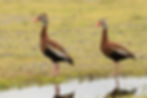 Black-bellied Whistling Ducks at Nickerson Beach by Deborah Allen on 17 June 20192011