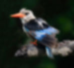 ree