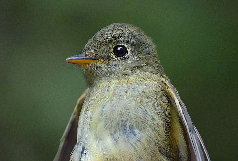 Yellow-bellied Flycatcher (Michigan) by Doug Leffler on 16 Sep 2019