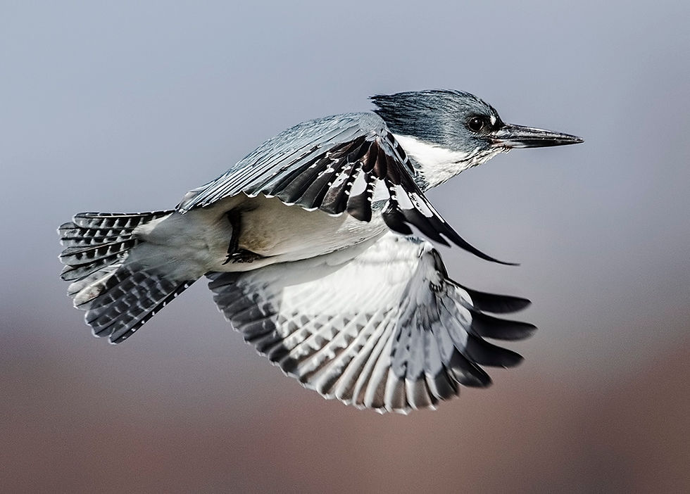 male Belted Kingfisher in flight March 2014, Washington state near Blaine