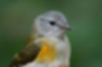 American Redstart female in Michigan by Doug Leffler