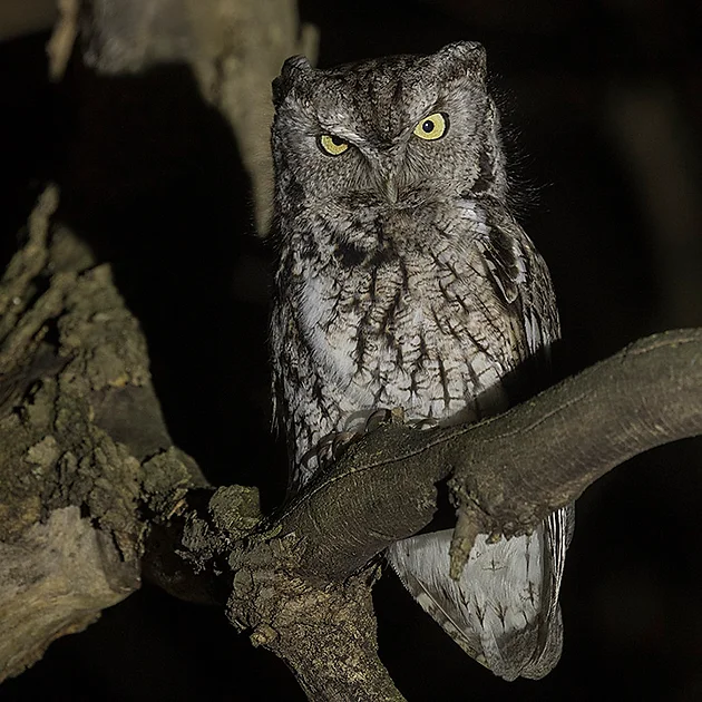 Spring Ahead With Central Park Bird Walks And The Amazing Jeff Ward Th