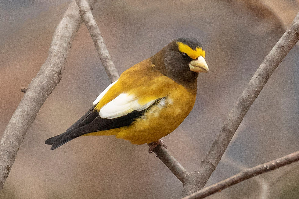 male Evening Grosbeak by Deborah Allen at Riverside Park (Manhattan) on Sunday, 30 December 2018