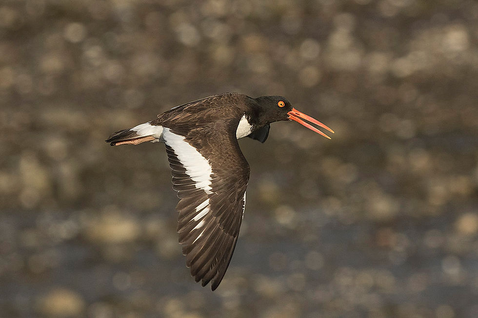 American Oystercatcher in Pelham Bay Park, Bronx by Deborah Allen