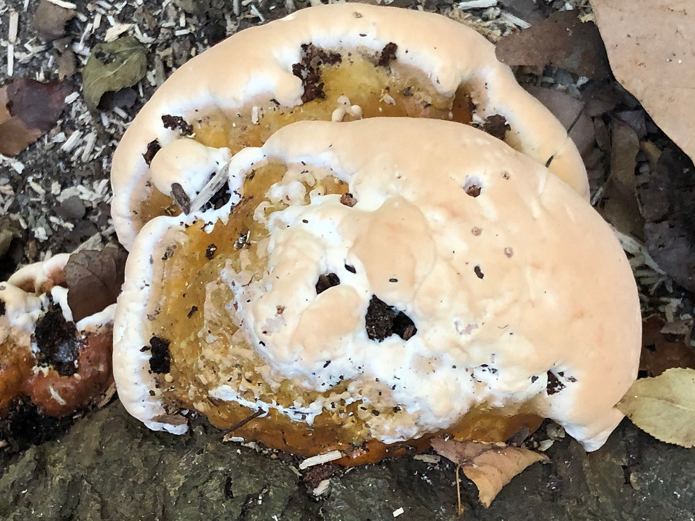 Dyer's Polypore (Phaeolus schweinitzii), 29 September 2019 by Sandra Critelli