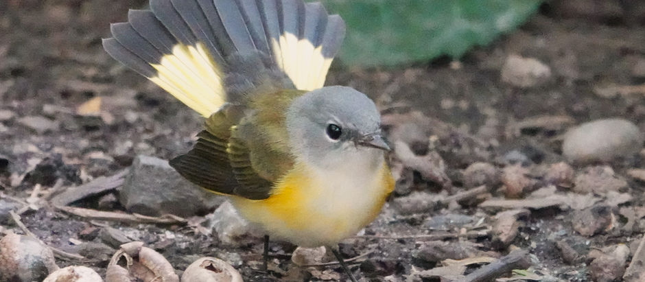 Migrating Birds of Central Park/NYC - Autumn 2023