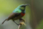 ree