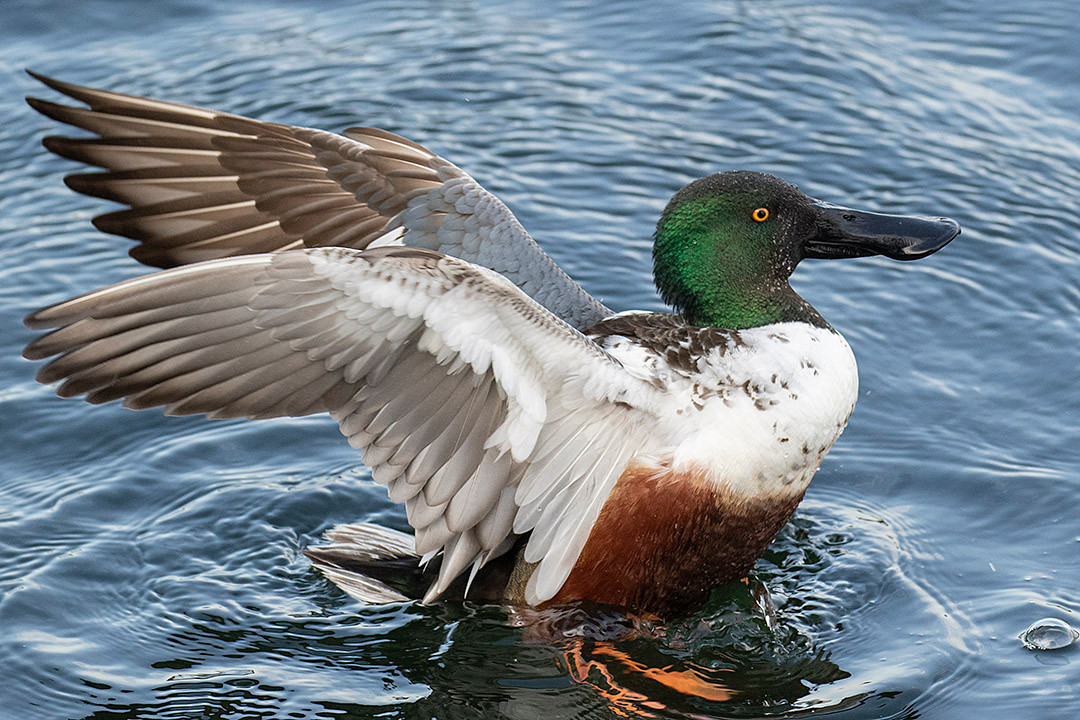 Spring Birds Are Here Pine Warblers Golden Crowned Kinglets More