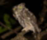 adult Eastern Screech-owl at Inwood Hill Park, Manhattan on Tuesday evening 27 August by Deborah Allen