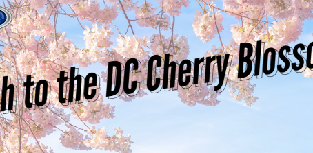 Dash to the DC Cherry Blossoms!
