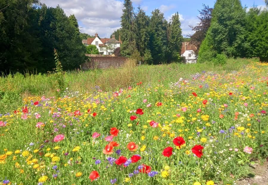 2025 07 Meadow A.jpg