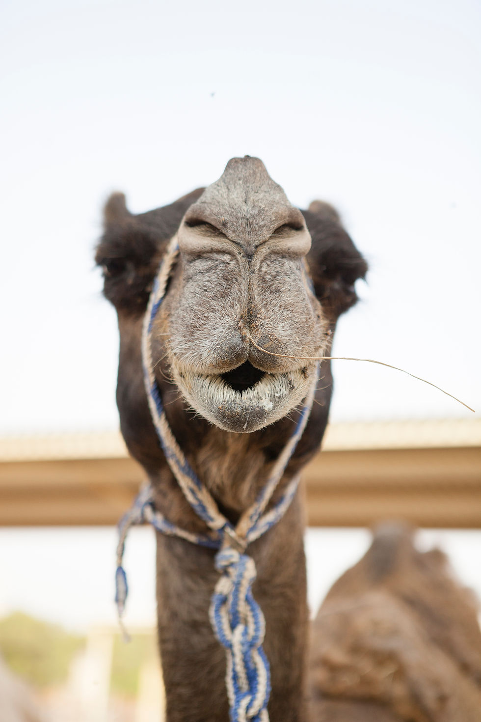 Dubai Camel Farm