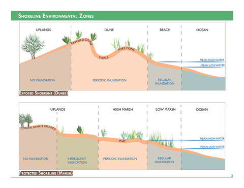 Pages from Planting Guide for Tidal Shoreline Management in NH_Final.jpg