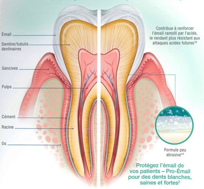 centre-dentaire-3r-croquis-dent-saine.jp