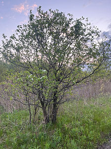 BARRE ACCUEIL - BOUTON COMMENT AGIR - CASE 2 - PHOTO IMG_2683 Aubépine TAF.JPG