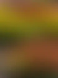 Unleash Your Green Thumb: How to Transform Your Yard into a Pro-Level Garden Paradise!