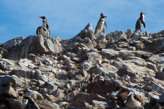 Peruvian Penguins