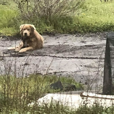 Monty in the Mud