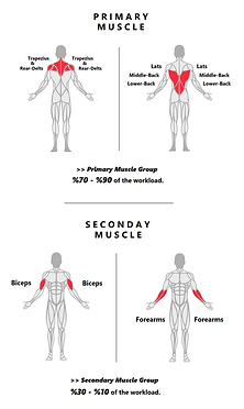 Seated Rope High Rows.png