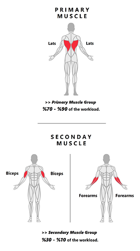 Lat PullDowns.png