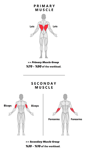 Lat PullDowns.png