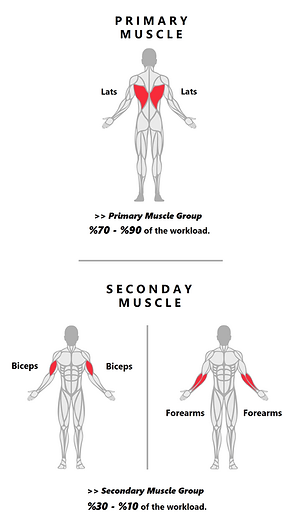 Lat PullDowns.png